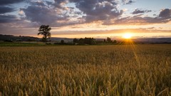Landscapes nature Trees clouds fields