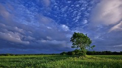 Landscapes nature Trees clouds fields skyscapes