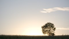 Landscapes nature Trees clouds meadows fields sunlight skyscapes
