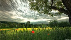 Landscapes nature Trees clouds Poppies