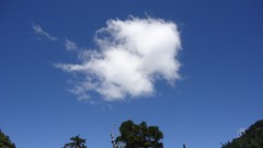 Landscapes nature Trees clouds skies