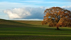 Landscapes nature Trees clouds skylines