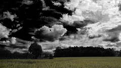 Landscapes nature Trees clouds skylines