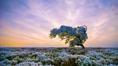 Landscapes nature Trees clouds skylines