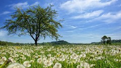 Landscapes nature Trees clouds spring dandelions