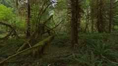 Landscapes nature Trees dark forest USA