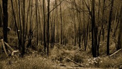 Landscapes nature Trees dark forests