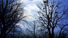 Landscapes nature Trees dark moon skies