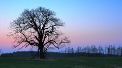 Landscapes nature Trees dawn Japan fields