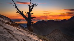 Landscapes nature Trees dawn skyscapes