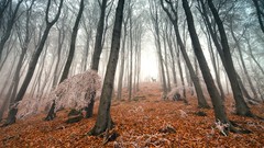 Landscapes nature Trees deer ghost forests