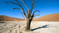 Landscapes nature Trees deserts