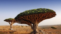 Landscapes nature Trees deserts