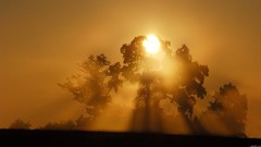 Landscapes nature Trees dust sunlight