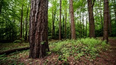 Landscapes nature Trees Earth mighty tree trunk