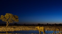 Landscapes nature Trees elephants