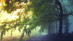 Landscapes nature Trees Fairies paths dawning mystical