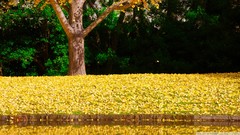 Landscapes nature Trees fallen leaves