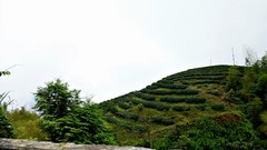 Landscapes nature Trees farms tee garden