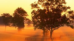 Landscapes nature Trees fences