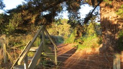 Landscapes nature Trees fences pine trees stairways