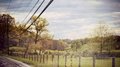 Landscapes nature Trees fences skies