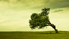 Landscapes nature Trees fields