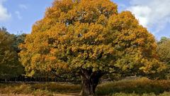 Landscapes nature Trees fields