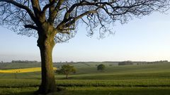 Landscapes nature Trees fields