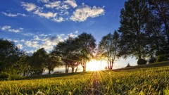 Landscapes nature Trees fields