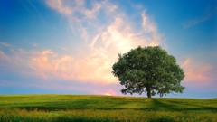 Landscapes nature Trees fields