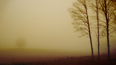 Landscapes nature Trees fields