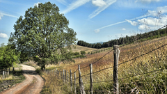 Landscapes nature Trees fields