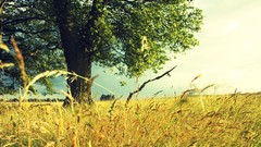 Landscapes nature Trees fields