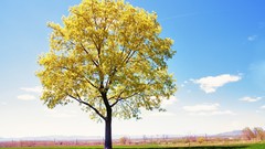 Landscapes nature Trees fields