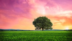 Landscapes nature Trees fields