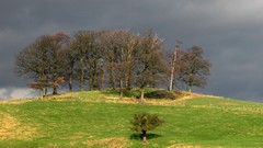 Landscapes nature Trees fields