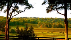 Landscapes nature Trees fields