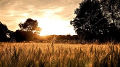 Landscapes nature Trees fields