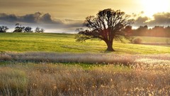 Landscapes nature Trees fields