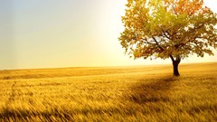 Landscapes nature Trees fields