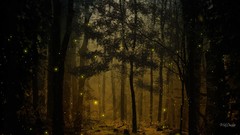 Landscapes nature Trees fireflies Wood woods forests