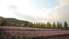 Landscapes nature Trees Flowers