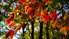 Landscapes nature Trees fly autumn Plants