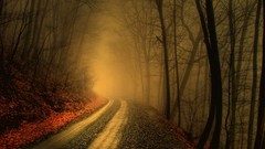 Landscapes nature Trees fog