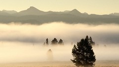 Landscapes nature Trees fog