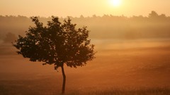 Landscapes nature Trees fog