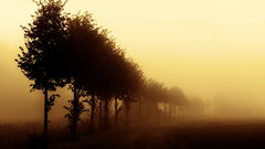 Landscapes nature Trees fog