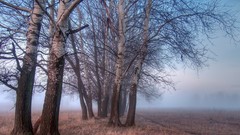 Landscapes nature Trees fog