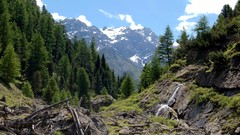 Landscapes nature Trees forests